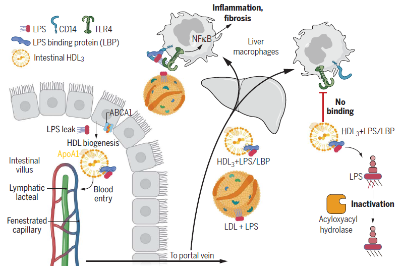 打破固有认知！Science揭秘肠道运行新机制：合成胆固醇中的“好学生”，或为肝脏疾病治疗带来新靶点