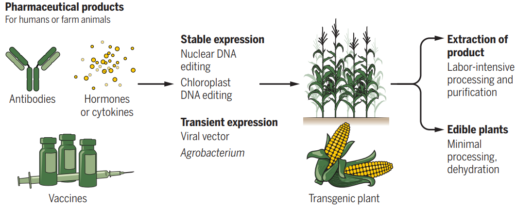 分子农场：植物制造的疫苗和疗法