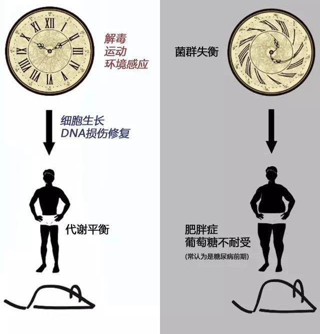 肠道菌群、肠促胰素与糖代谢异常