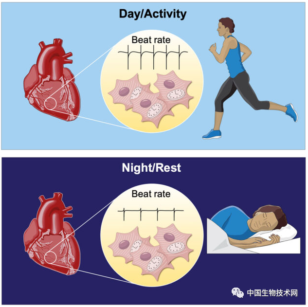 该睡不睡，或睡眠不足时，你知道心脏在干什么吗？